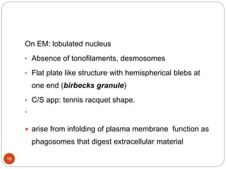 On EM: lobulated nucleus
• Absence of tonofilaments, desmosomes
• Flat plate like structure with hemispherical blebs at
one end (birbecks granule)
• C/S app: tennis racquet shape.
`
 arise from infolding of plasma membrane function as
phagosomes that digest extracellular material
16
 