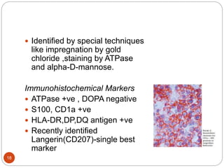  Identified by special techniques
like impregnation by gold
chloride ,staining by ATPase
and alpha-D-mannose.
Immunohistochemical Markers
 ATPase +ve , DOPA negative
 S100, CD1a +ve
 HLA-DR,DP,DQ antigen +ve
 Recently identified
Langerin(CD207)-single best
marker
18
 