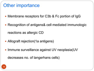 Other importance
 Membrane receptors for C3b & Fc portion of IgG
 Recognition of antigens& cell mediated immunologic
reactions as allergic CD
 Allograft rejection(1a antigens)
 Immune surveillance against UV neoplasia(UV
decreases no. of langerhans cells)
19
 
