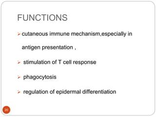 FUNCTIONS
 cutaneous immune mechanism,especially in
antigen presentation ,
 stimulation of T cell response
 phagocytosis
 regulation of epidermal differentiation
20
 