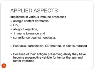 APPLIED ASPECTS
Implicated in various immune processes
 allergic contact dermatitis,
 HIV,
 allograft rejection,
 immune tolerance and
 surveillance against neoplasia.
 Psoriasis, sarcoidosis, CD their no. in skin is reduced
 Because of their antigen presenting ability they have
become prospective vehicle for tumor therapy and
tumor vaccines
21
 
