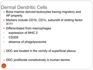 Dermal Dendritic Cells
 Bone marrow derived leukocytes having migratory and
AP property
 Markers include CD1b, CD1c, subunitA of clotting factor
X111
 Differentiated from macrophages
• expression of MHC 2
• CD205
• absence of phagolysosome
 DDC are located in the vicinity of superficial plexus
 DDC proliferate constitutively in human dermis
22
 