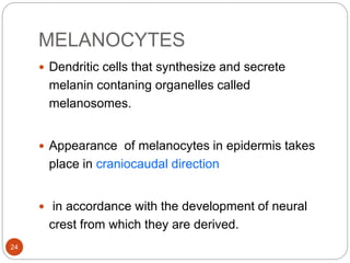 MELANOCYTES
 Dendritic cells that synthesize and secrete
melanin contaning organelles called
melanosomes.
 Appearance of melanocytes in epidermis takes
place in craniocaudal direction
 in accordance with the development of neural
crest from which they are derived.
24
 