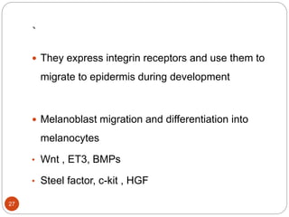 `
 They express integrin receptors and use them to
migrate to epidermis during development
 Melanoblast migration and differentiation into
melanocytes
• Wnt , ET3, BMPs
• Steel factor, c-kit , HGF
27
 