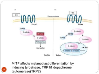 MITF affects melanoblast differentiation by
inducing tyrosinase, TRP1& dopachrome
tautomerase(TRP2)
28
 
