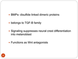  BMPs- disulfide linked dimeric proteins
 belongs to TGF-B family
 Signaling suppresses neural crest differentiation
into melanoblast
 Functions as Wnt antagonists
29
 