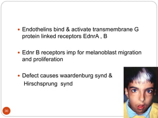  Endothelins bind & activate transmembrane G
protein linked receptors EdnrA , B
 Ednr B receptors imp for melanoblast migration
and proliferation
 Defect causes waardenburg synd &
Hirschsprung synd
30
 