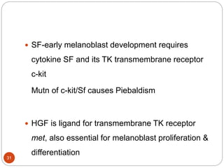  SF-early melanoblast development requires
cytokine SF and its TK transmembrane receptor
c-kit
Mutn of c-kit/Sf causes Piebaldism
 HGF is ligand for transmembrane TK receptor
met, also essential for melanoblast proliferation &
differentiation
31
 