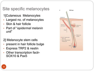 Site specific melanocytes
1]Cutaneous Melanocytes
• Largest no. of melanocytes
• Skin & hair follicle
• Part of “epidermal melanin
unit”
2] Melanocyte stem cells
• present in hair follicle bulge
• Express TRP2 & nestin
• Other transcription factr-
SOX10 & Pax5
33
 
