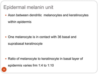 Epidermal melanin unit
 Assn between dendritic melanocytes and keratinocytes
within epidermis
 One melanocyte is in contact with 36 basal and
suprabasal keratinocyte
 Ratio of melanocyte to keratinocyte in basal layer of
epidermis varies frm 1:4 to 1:10
36
 