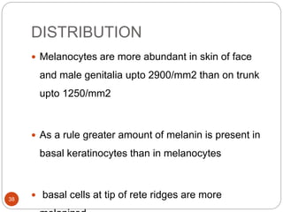 DISTRIBUTION
 Melanocytes are more abundant in skin of face
and male genitalia upto 2900/mm2 than on trunk
upto 1250/mm2
 As a rule greater amount of melanin is present in
basal keratinocytes than in melanocytes
 basal cells at tip of rete ridges are more38
 