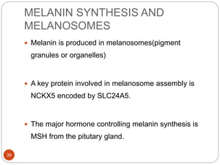 MELANIN SYNTHESIS AND
MELANOSOMES
 Melanin is produced in melanosomes(pigment
granules or organelles)
 A key protein involved in melanosome assembly is
NCKX5 encoded by SLC24A5.
 The major hormone controlling melanin synthesis is
MSH from the pitutary gland.
39
 