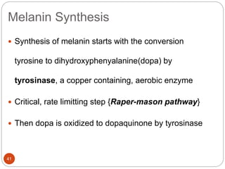 Melanin Synthesis
 Synthesis of melanin starts with the conversion
tyrosine to dihydroxyphenyalanine(dopa) by
tyrosinase, a copper containing, aerobic enzyme
 Critical, rate limitting step {Raper-mason pathway}
 Then dopa is oxidized to dopaquinone by tyrosinase
41
 