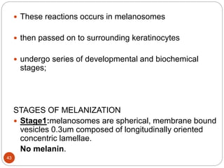  These reactions occurs in melanosomes
 then passed on to surrounding keratinocytes
 undergo series of developmental and biochemical
stages;
STAGES OF MELANIZATION
 Stage1:melanosomes are spherical, membrane bound
vesicles 0.3um composed of longitudinally oriented
concentric lamellae.
No melanin.
43
 