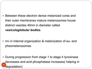  Between these electron dense melanized cores and
their outer membranes mature melanosomes house
distinct vesicles 40nm in diameter called
vesiculoglobular bodies.
 Inv in internal organization & melanization of eu- and
pheomelanosomes
 During progression from stage 1 to stage 4 tyrosinase
decreases and acid phosphatase increases( helping in
degradation)
47
 
