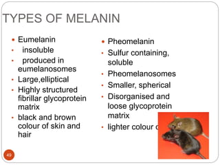 TYPES OF MELANIN
 Eumelanin
• insoluble
• produced in
eumelanosomes
• Large,elliptical
• Highly structured
fibrillar glycoprotein
matrix
• black and brown
colour of skin and
hair
 Pheomelanin
• Sulfur containing,
soluble
• Pheomelanosomes
• Smaller, spherical
• Disorganised and
loose glycoprotein
matrix
• lighter colour of hair
49
 