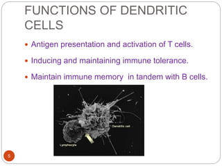 FUNCTIONS OF DENDRITIC
CELLS
 Antigen presentation and activation of T cells.
 Inducing and maintaining immune tolerance.
 Maintain immune memory in tandem with B cells.
5
 