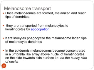 Melanosome transport
 Once melanosomes are formed, melanized and reach
tips of dendrites,
 they are transported from melanocytes to
keratinocytes by apocopation
 Keratinocytes phagocytize the melanosome laden tips
of melanocytic dendrites
 In the epidermis melanosomes become concentrated
in a umbrella like array above nuclei of keratinocytes
on the side towards skin surface i.e. on the sunny side
of nuclei
50
 