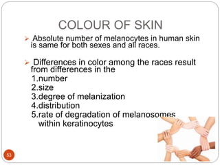 COLOUR OF SKIN
 Absolute number of melanocytes in human skin
is same for both sexes and all races.
 Differences in color among the races result
from differences in the
1.number
2.size
3.degree of melanization
4.distribution
5.rate of degradation of melanosomes
within keratinocytes
53
 