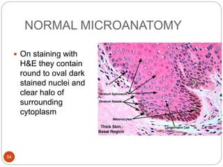 NORMAL MICROANATOMY
 On staining with
H&E they contain
round to oval dark
stained nuclei and
clear halo of
surrounding
cytoplasm
54
 