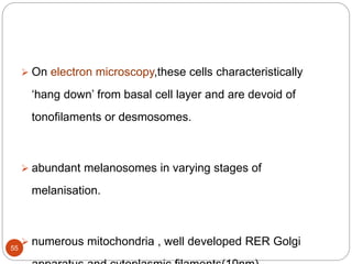  On electron microscopy,these cells characteristically
‘hang down’ from basal cell layer and are devoid of
tonofilaments or desmosomes.
 abundant melanosomes in varying stages of
melanisation.
 numerous mitochondria , well developed RER Golgi55
 