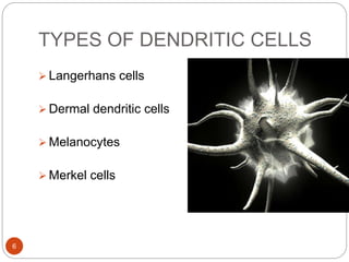 TYPES OF DENDRITIC CELLS
 Langerhans cells
 Dermal dendritic cells
 Melanocytes
 Merkel cells
6
 