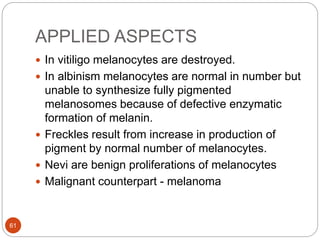 APPLIED ASPECTS
 In vitiligo melanocytes are destroyed.
 In albinism melanocytes are normal in number but
unable to synthesize fully pigmented
melanosomes because of defective enzymatic
formation of melanin.
 Freckles result from increase in production of
pigment by normal number of melanocytes.
 Nevi are benign proliferations of melanocytes
 Malignant counterpart - melanoma
61
 