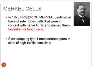 MERKEL CELLS
 In 1875,FRIEDRICH MERKEL identified at
base of rete ridges cells that were in
contact with nerve fibrils and named them
tastzellen or touch cells.
 Slow adapting type1 mechanoreceptors in
sites of high tactile sensitivity
62
 