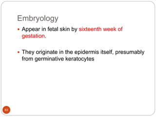 Embryology
 Appear in fetal skin by sixteenth week of
gestation.
 They originate in the epidermis itself, presumably
from germinative keratocytes
63
 