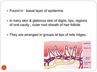  Found in basal layer of epidermis
 In hairy skin & glabrous skin of digits, lips, regions
of oral cavity , outer root sheath of hair follicle
 They are arranged in groups at tips of rete ridges.
64
 