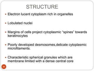 STRUCTURE
 Electron lucent cytoplasm rich in organelles
 Lobulated nuclei
 Margins of cells project cytoplasmic “spines” towards
keratinocytes
 Poorly developed desmosomes,delicate cytoplasmic
microfilaments.
 Characteristic spherical granules which are
membrane limited with a dense central core
66
 
