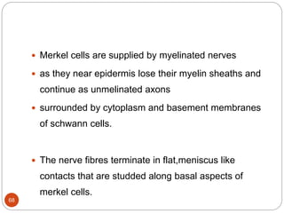  Merkel cells are supplied by myelinated nerves
 as they near epidermis lose their myelin sheaths and
continue as unmelinated axons
 surrounded by cytoplasm and basement membranes
of schwann cells.
 The nerve fibres terminate in flat,meniscus like
contacts that are studded along basal aspects of
merkel cells.
68
 