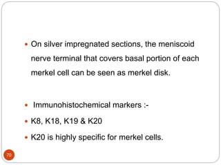  On silver impregnated sections, the meniscoid
nerve terminal that covers basal portion of each
merkel cell can be seen as merkel disk.
 Immunohistochemical markers :-
 K8, K18, K19 & K20
 K20 is highly specific for merkel cells.
70
 