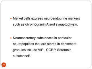  Merkel cells express neuroendocrine markers
such as chromogranin A and synaptophysin.
 Neurosecretory substances in particular
neuropeptides that are stored in densecore
granules include VIP , CGRP, Serotonin,
substanceP.
71
 