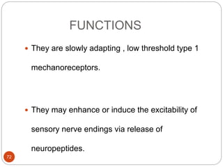 FUNCTIONS
 They are slowly adapting , low threshold type 1
mechanoreceptors.
 They may enhance or induce the excitability of
sensory nerve endings via release of
neuropeptides.
72
 