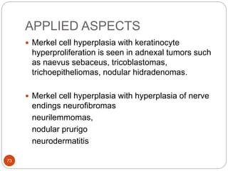 APPLIED ASPECTS
 Merkel cell hyperplasia with keratinocyte
hyperproliferation is seen in adnexal tumors such
as naevus sebaceus, tricoblastomas,
trichoepitheliomas, nodular hidradenomas.
 Merkel cell hyperplasia with hyperplasia of nerve
endings neurofibromas
neurilemmomas,
nodular prurigo
neurodermatitis
73
 