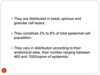  They are distributed in basal ,spinous and
granular cell layers,
 They constitute 2% to 8% of total epidermal cell
population.
 They vary in distribution according to their
anatomical sites, their number ranging between
460 and 1000/sqmm of epidermis.
9
 