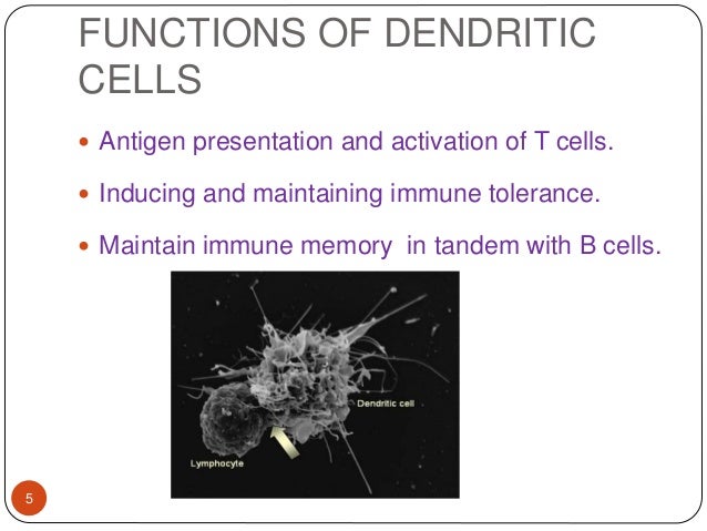 dendrite functions dendrite functions