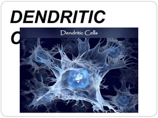 DENDRITIC
CELLS
 