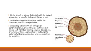 Comprehensive Study of Dendrochronology: Tree Rings and Their ...