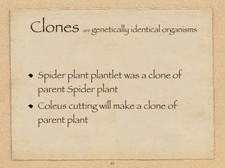 Clones     are genetically   identical organisms




Spider plant plantlet was a clone of
parent Spider plant
Coleus cutting will make a clone of
parent plant



                    10
 