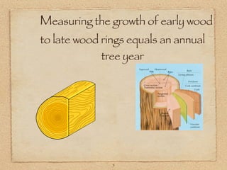 Measuring the growth of early wood
to late wood rings equals an annual
            tree year




               5
 