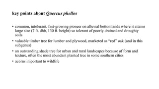 key points about Quercus phellos
• common, intolerant, fast-growing pioneer on alluvial bottomlands where it attains
large size (7 ft. dhb, 130 ft. height) so tolerant of poorly drained and droughty
soils
• valuable timber tree for lumber and plywood, marketed as “red” oak (and in this
subgenus)
• an outstanding shade tree for urban and rural landscapes because of form and
texture, often the most abundant planted tree in some southern cities
• acorns important to wildlife
 
