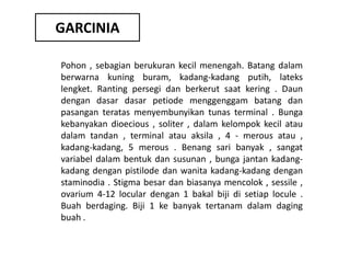 GARCINIA
Pohon , sebagian berukuran kecil menengah. Batang dalam
berwarna kuning buram, kadang-kadang putih, lateks
lengket. Ranting persegi dan berkerut saat kering . Daun
dengan dasar dasar petiode menggenggam batang dan
pasangan teratas menyembunyikan tunas terminal . Bunga
kebanyakan dioecious , soliter , dalam kelompok kecil atau
dalam tandan , terminal atau aksila , 4 - merous atau ,
kadang-kadang, 5 merous . Benang sari banyak , sangat
variabel dalam bentuk dan susunan , bunga jantan kadangkadang dengan pistilode dan wanita kadang-kadang dengan
staminodia . Stigma besar dan biasanya mencolok , sessile ,
ovarium 4-12 locular dengan 1 bakal biji di setiap locule .
Buah berdaging. Biji 1 ke banyak tertanam dalam daging
buah .

 