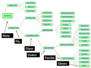 Reino
        Filo

               Classe

                Ordem
                        Família
                                  Gênero
 