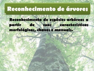 Reconhecimento de árvores
Reconhecimento de espécies arbóreas a
partir    de     suas    características
morfológicas, chaves e manuais.
 