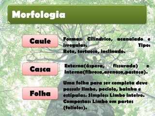 Morfologia

           Formas: Cilíndrico, acanalado e
   Caule   irregular.                 Tipo:
           Reto, tortuoso, inclinado.

           Externa(áspera,    fissurada)   e
   Casca   interna(fibrosa,arenosa,pastosa).

           Uma folha para ser completa deve
           possuir limbo, pecíolo, bainha e
   Folha   estípulas. Simples: Limbo inteiro.
           Compostas: Limbo em partes
           (folíolos).
 