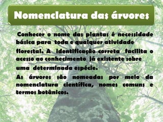 Nomenclatura das árvores
Conhecer o nome das plantas é necessidade
básica para toda e qualquer atividade
florestal. A identificação correta facilita o
acesso ao conhecimento já existente sobre
uma determinada espécie.
As árvores são nomeadas por meio da
nomenclatura científica, nomes comuns e
termos botânicos.
 