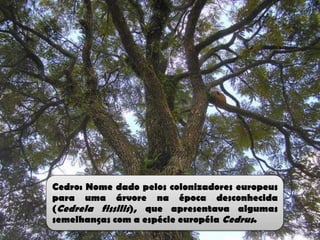 Cedro: Nome dado pelos colonizadores europeus
para uma árvore na época desconhecida
(Cedrela fissilis), que apresentava algumas
semelhanças com a espécie européia Cedrus.
 