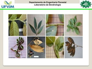 Departamento de Engenharia Florestal
Laboratório de Dendrologia
 
